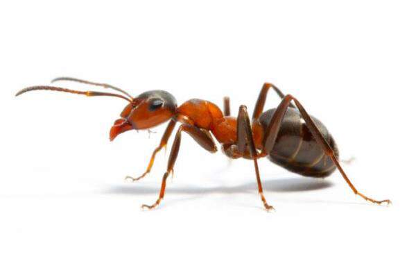 Ants