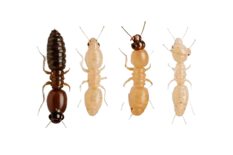 Termite Color